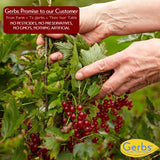 GERBS Dried Currants 14 oz. | Freshly Dehydrated Re-sealable Bulk Bag | Top 14 Food Allergy Free | No Sulfur Dioxide Zante Variety | Rich in