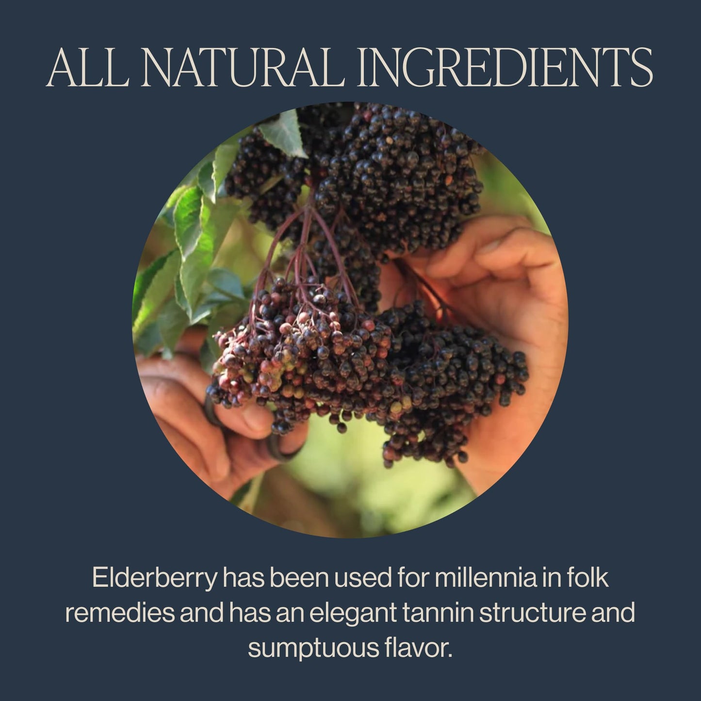 Rishi Tea Elderberry Healer Herbal Tea - Organic, Caffeine Free Sachet Bags, Antioxidant Elderberry with Ginger & Hibiscus - 15 Count (Pack of 1)