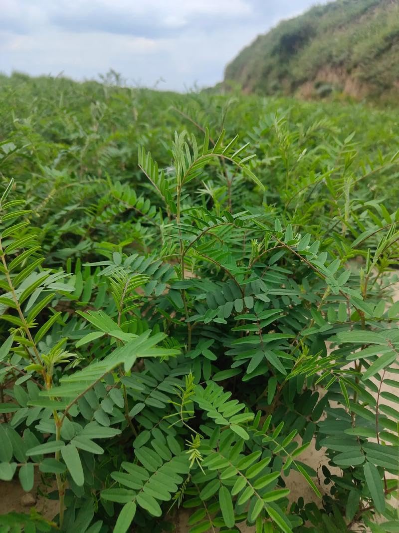 JINQI Valitud Astragalus Slices Tea Huang qi ?? ??? 7.05oz/200g (3.52oz/100g*2) Radix Astragalus Root, Holiday Gifts, Tea Gifts, Can be Eaten Dry/Make