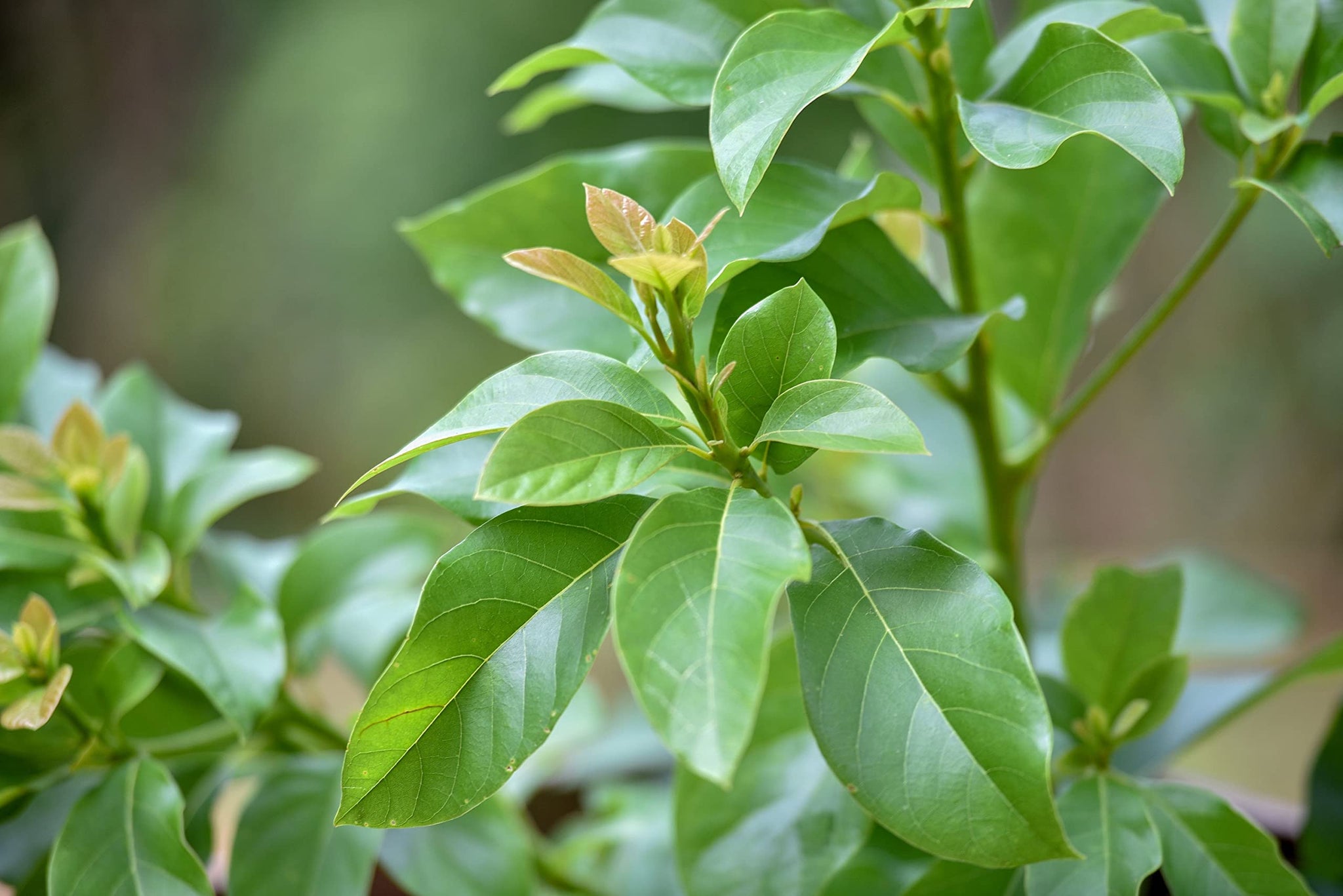 Dried Avocado Leaves, Hojas de Aguacate Seco, Avocado Leaves Tea: 2 oz and 4 oz (2)