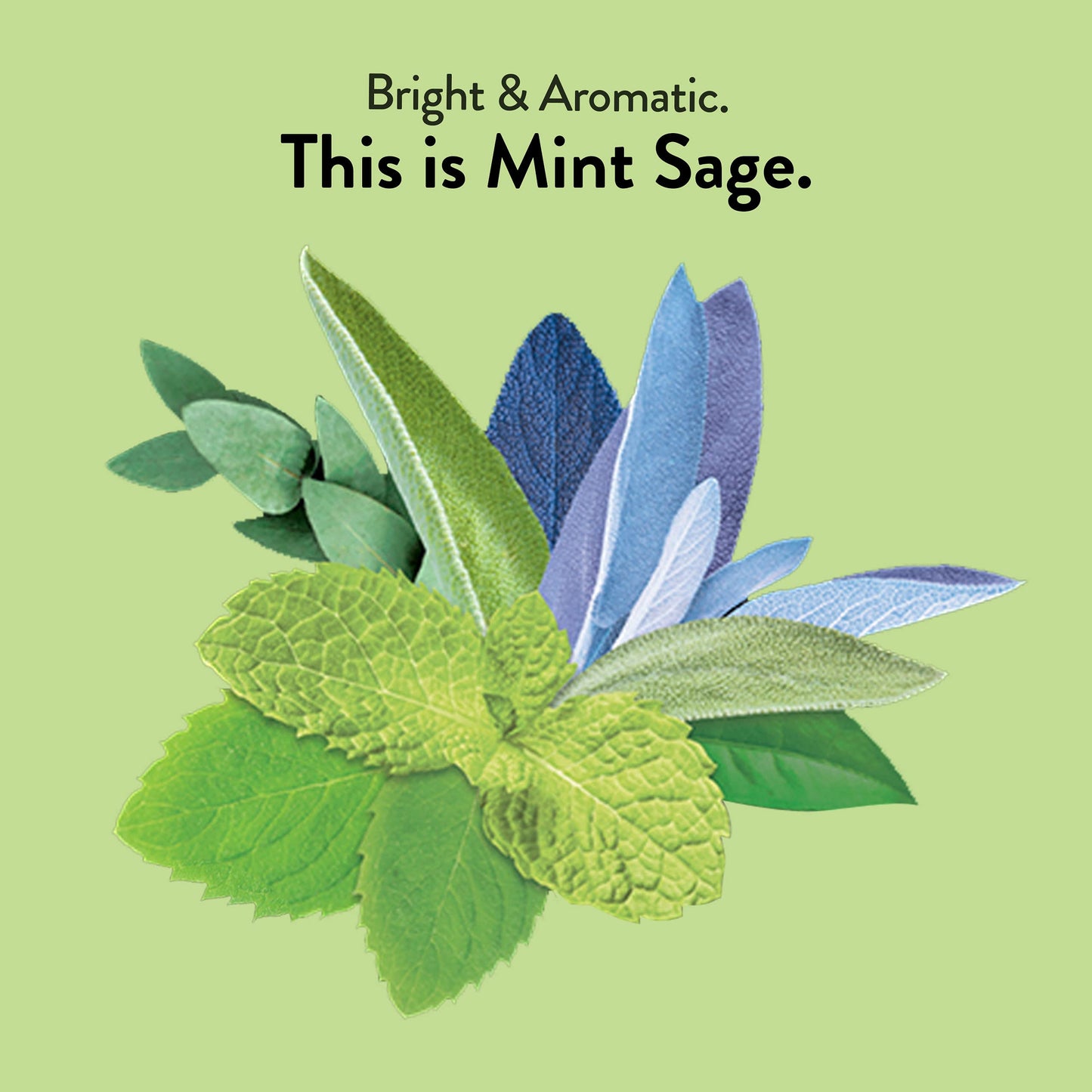 Choice Organic Teas Mint Sage Tea - Organic Herbal Tea - 48 Tea Bags (Pack of 3)