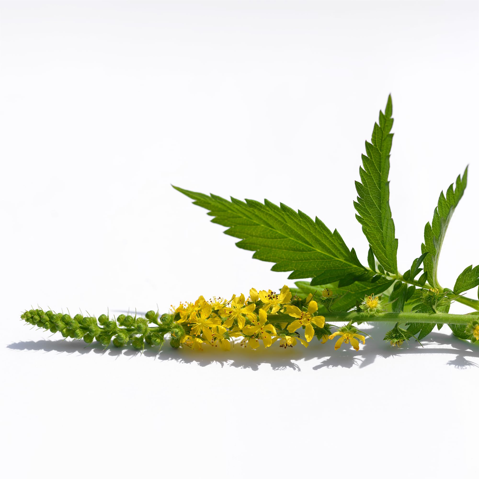 Birch & Meadow 8 oz of Agrimony Raw Herb, No Additives, Herbal Tea