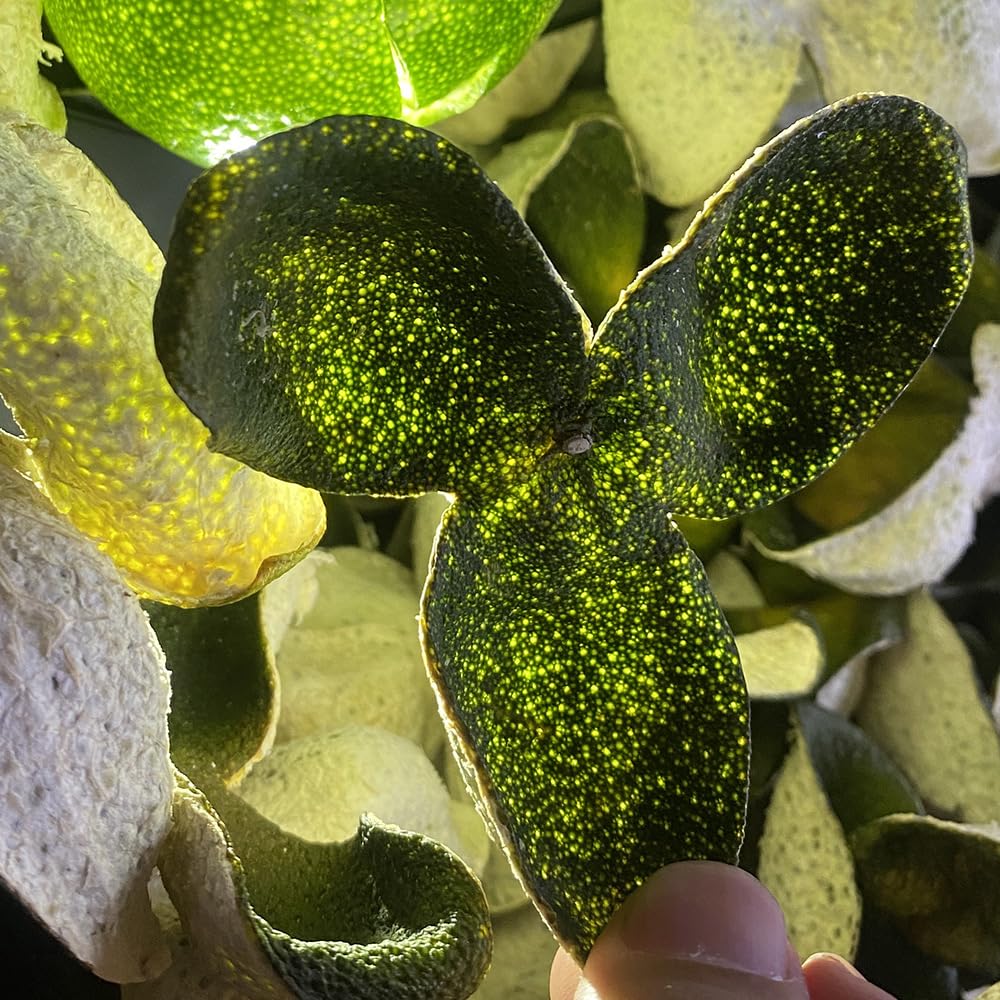 Zercumm Xin Hui Tangerine Peel Big Green Peel 500G Sanjiang Citrus Peel