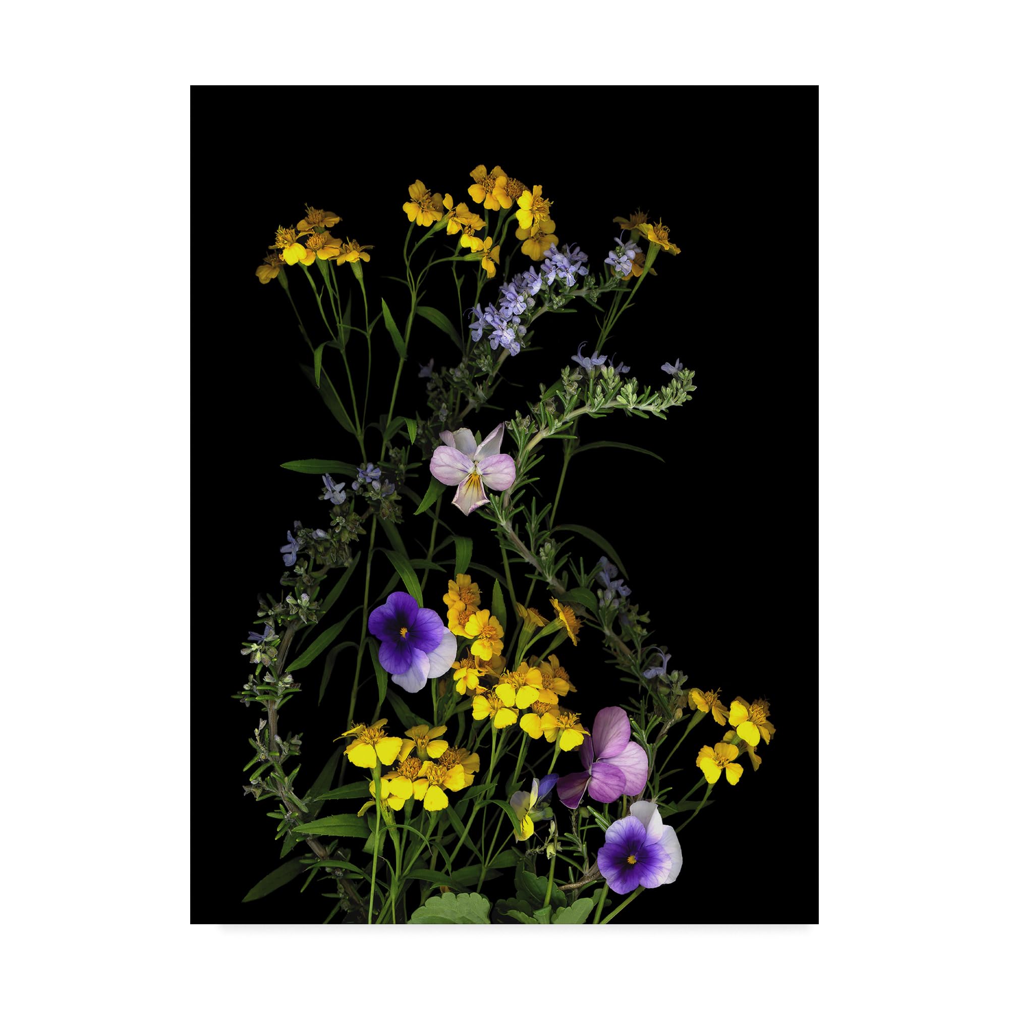 Susan S. Barmon 'Rosemary And French Tarragon' Canvas Art