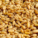 Minimalist 9 Grain Flour, Perfect for Baking and Cooking, Packaged in a Refillable Bag (3 Pound)