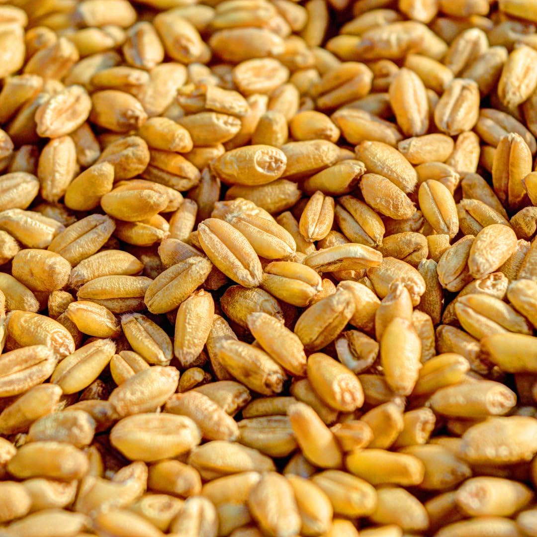 Minimalist 9 Grain Flour, Perfect for Baking and Cooking, Packaged in a Refillable Bag (3 Pound)