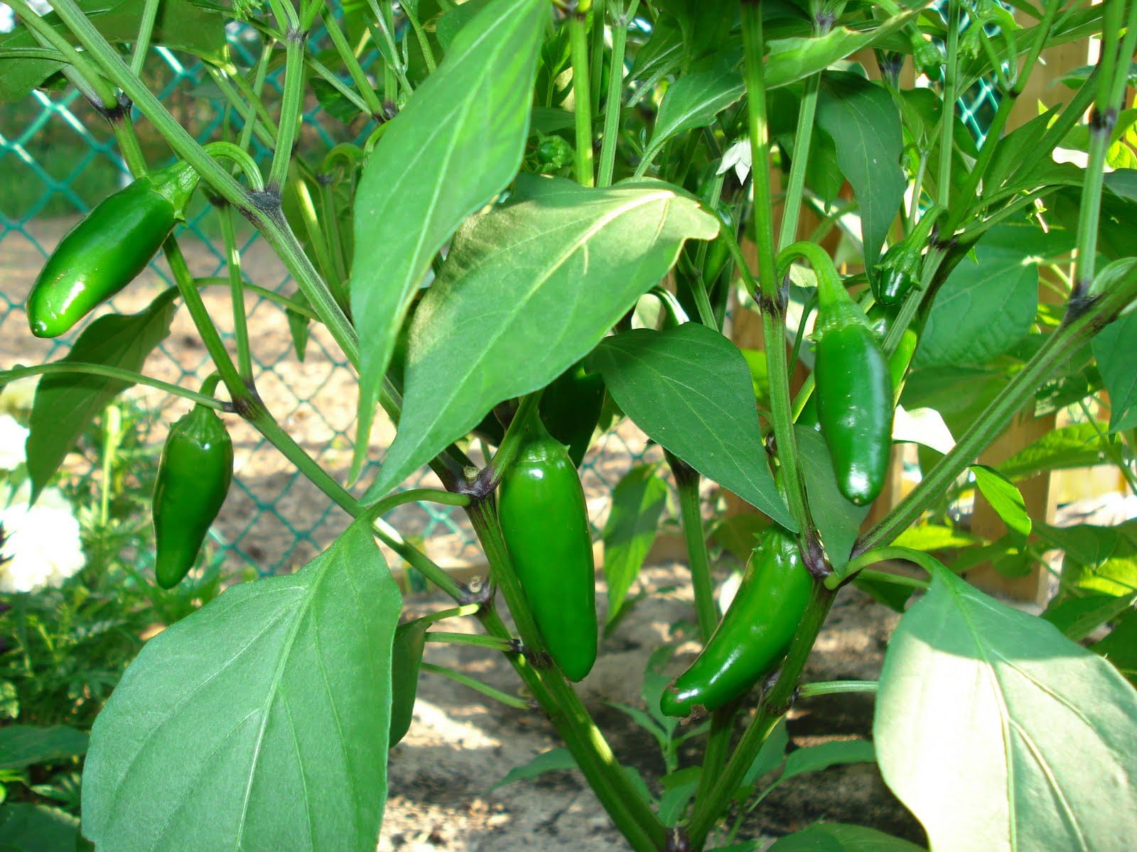 Green Jalapeno Pepper Mash by Magic Plant - Most Popular Chili | Bright Flavors - Grassy, Crisp Taste add to Dips - Dishes - Cocktails | Gluten Free |