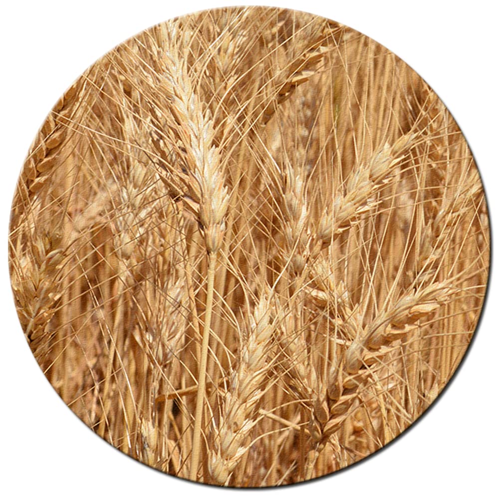 Organic Soft White Whole Wheat Flour - 2lbs (Pack of 2)
