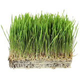 1 Lb Bag Organic Rye Grain Seeds - Rye Seed for Sprouting Rye Berries, Rye Seeds for Organic Rye Flour, Rye Meal, Rye Pasta, Marble Rye Bread, Rye