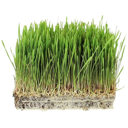 1 Lb Bag Organic Rye Grain Seeds - Rye Seed for Sprouting Rye Berries, Rye Seeds for Organic Rye Flour, Rye Meal, Rye Pasta, Marble Rye Bread, Rye
