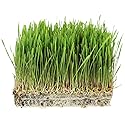 1 Lb Bag Organic Rye Grain Seeds - Rye Seed for Sprouting Rye Berries, Rye Seeds for Organic Rye Flour, Rye Meal, Rye Pasta, Marble Rye Bread, Rye