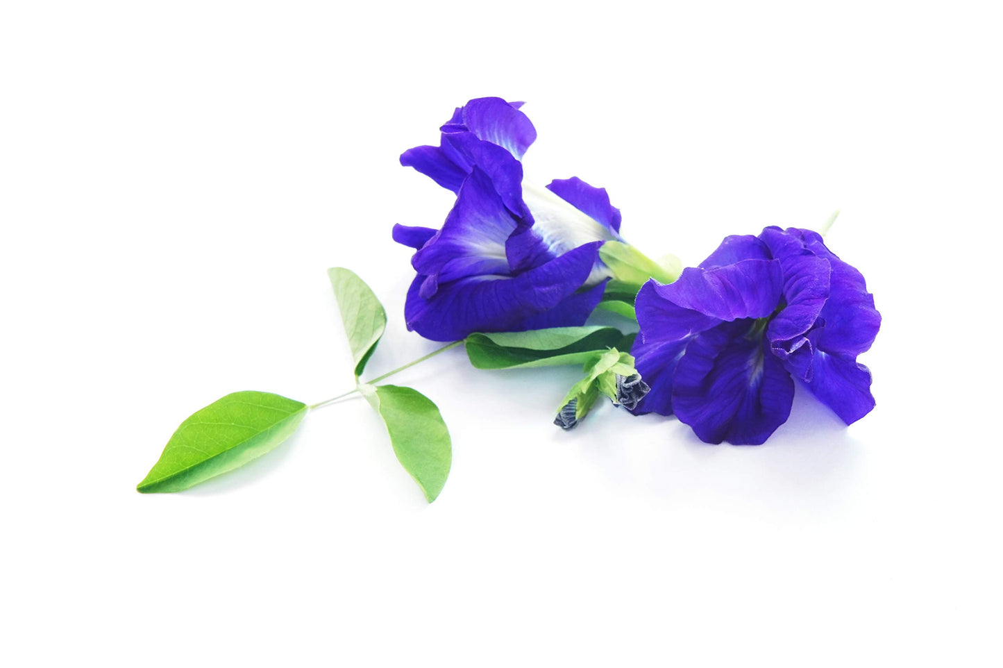 Wild Hibiscus Blue-Tee 100% Pure Butterfly Pea Flower Tea - 1.1 oz