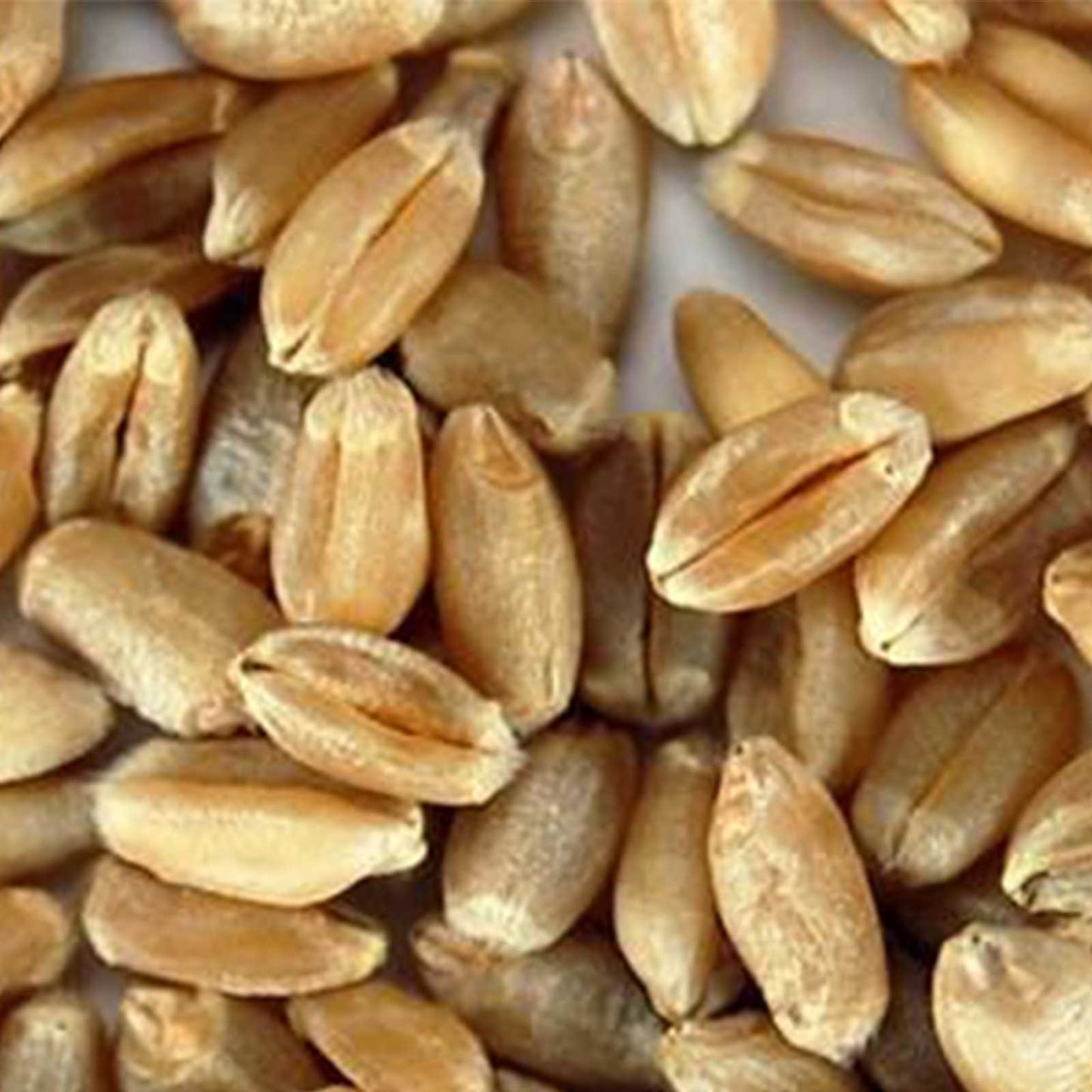Soft White Wheat - Organic - 5 Lbs. Resealable Can - Handy Pantry Brand - Perfect for Food Storage, Flour, Baking, Sprouting & More
