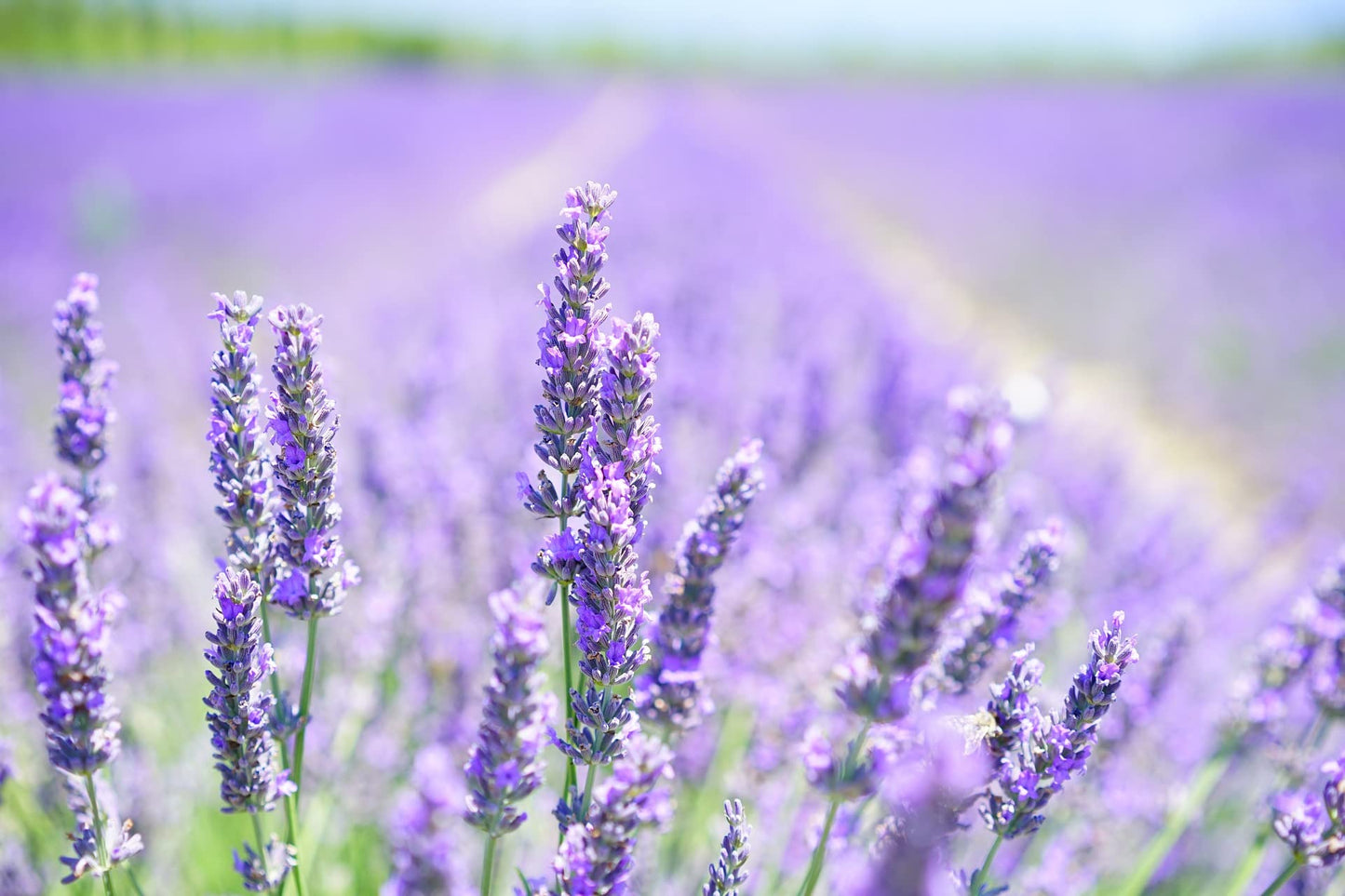 Urine Digester! Cleaner and Deodorant- Contains Powerful Enzymes, that Digest and Destroy Odors and the Source! (Lavender, 1)