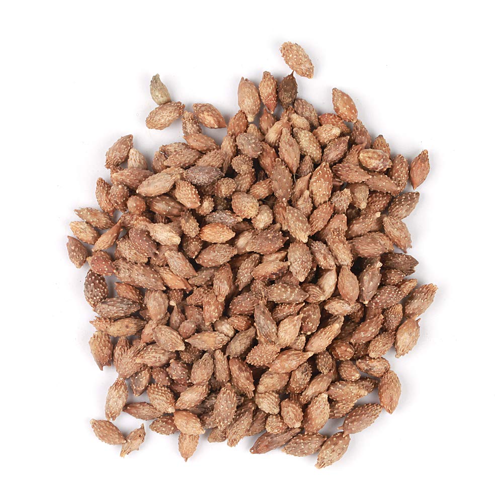 EidolonGreen Dried Xanthium Strumarium (Cocklebur/???/Cang Er Zi) Pods | Whole Loose Herbs for Botanical Reference, TCM Study & Craft Display | 3 Oz