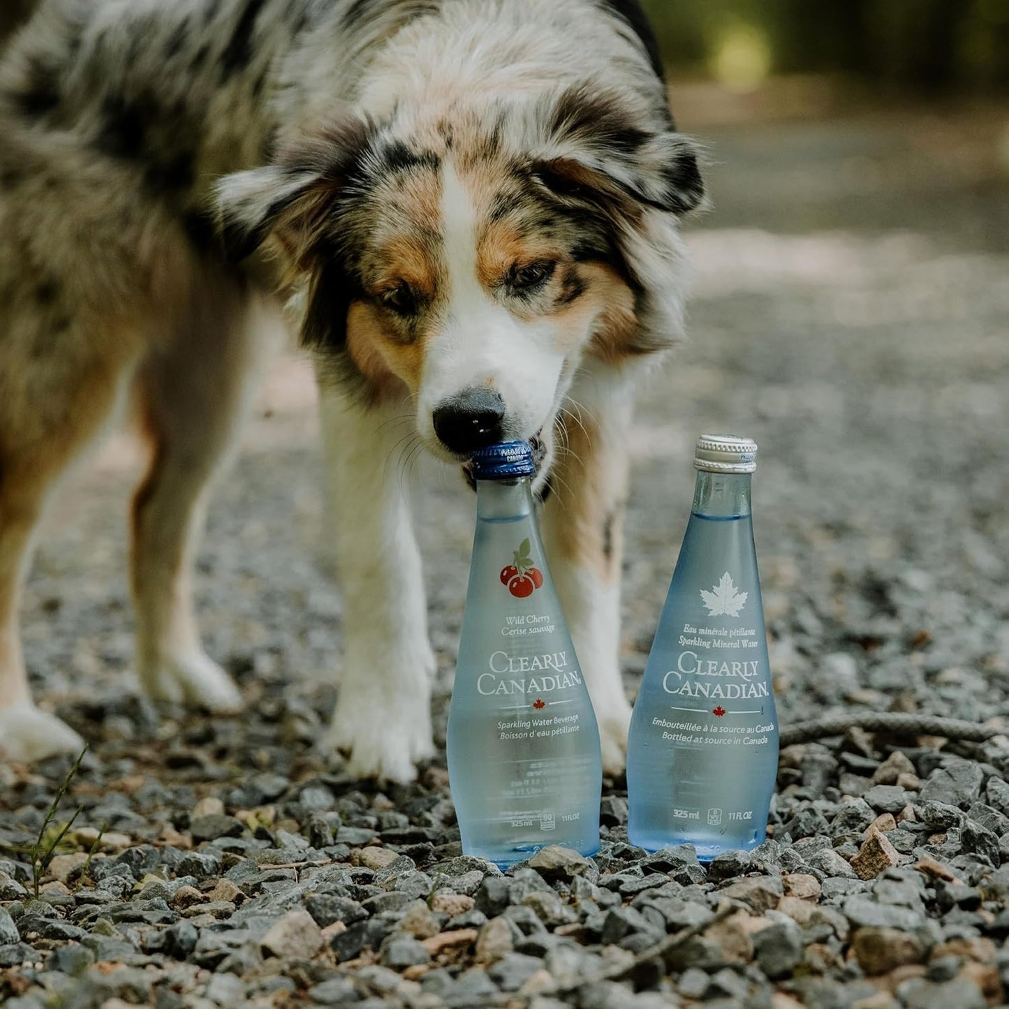Clearly Canadian Sparkling Flavored Water, 11 oz Glass Bottles - Variety of Refreshing Flavors, Premium Carbonated Beverage, Available in 12-Pack