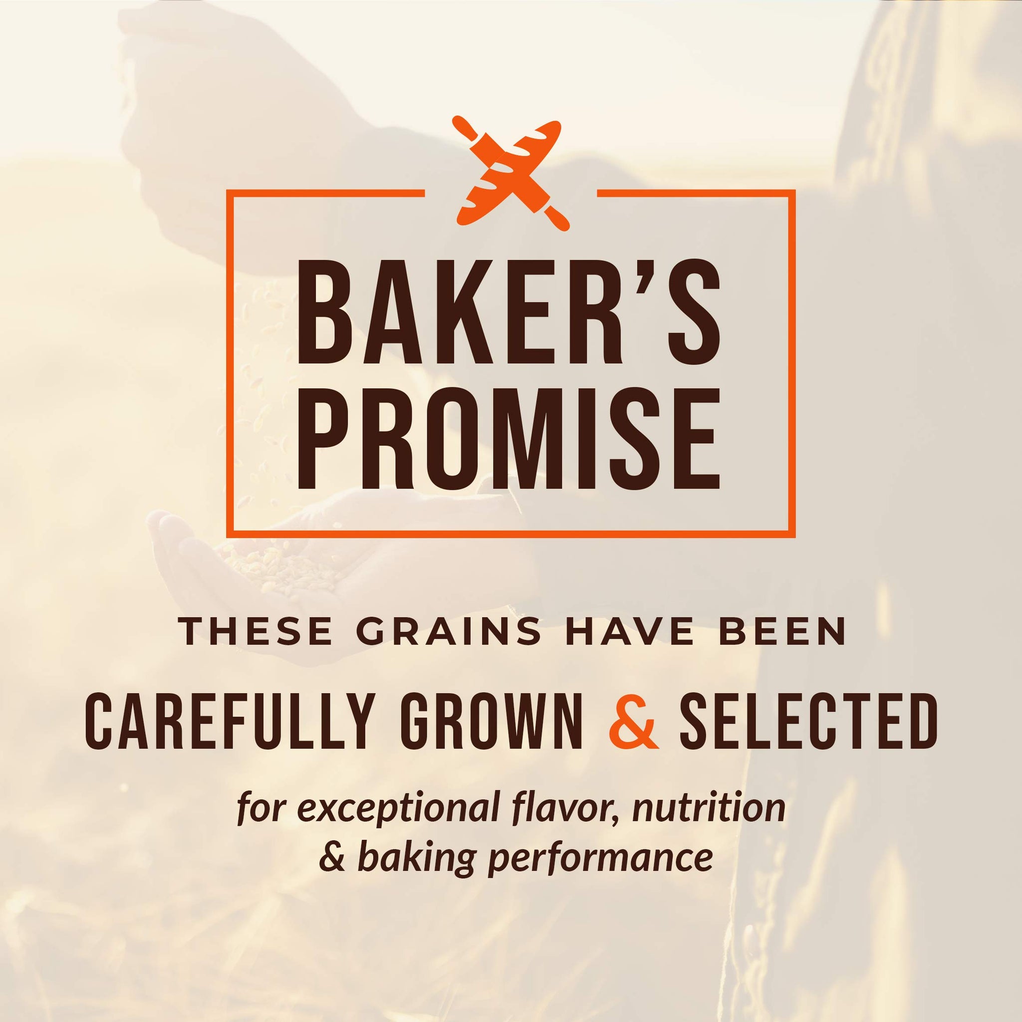 100% Organic Hard White Wheat Berries - 25 lbs
