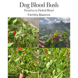 Plantish by Jm Plantish Fertility Tea: Organic Jamaican Dog Blood Bush Tea, Fertility Prenatal Vitamins, Fertility herb for Women