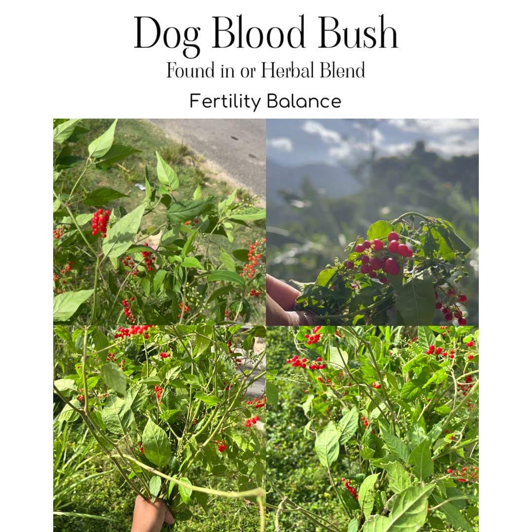 Plantish by Jm Plantish Fertility Tea: Organic Jamaican Dog Blood Bush Tea, Fertility Prenatal Vitamins, Fertility herb for Women