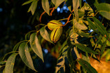 In-Shell Georgia Pecans 5 lb