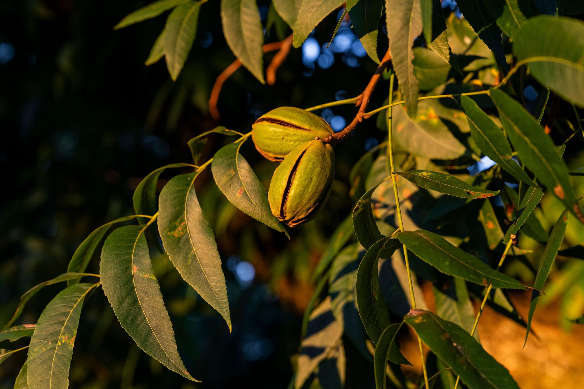 In-Shell Georgia Pecans 5 lb