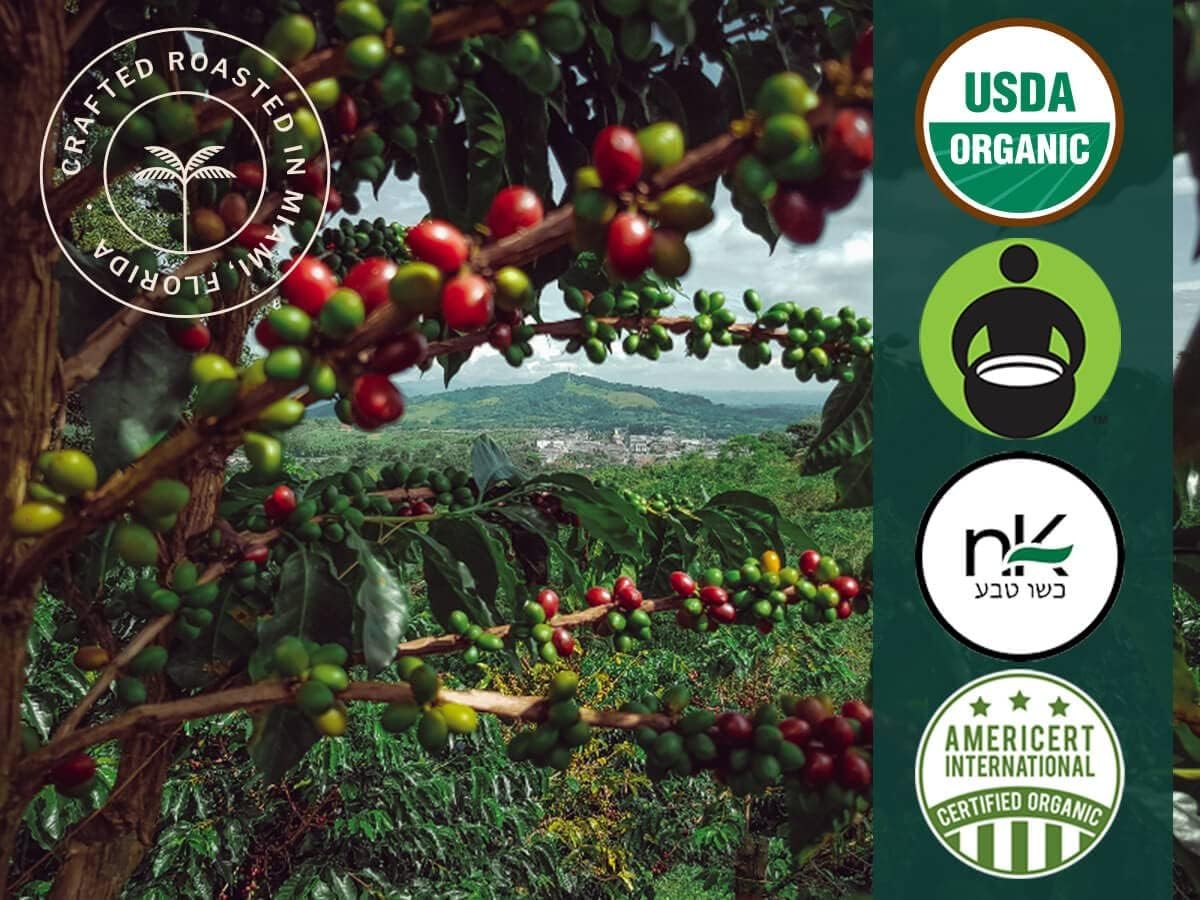 Artizan Coffee USDA Organic Ground Coffee | Hemp Coffee Fusion | Medium-Dark Roast | Medium Grind for Drip | 10 oz | Roasted in South Florida