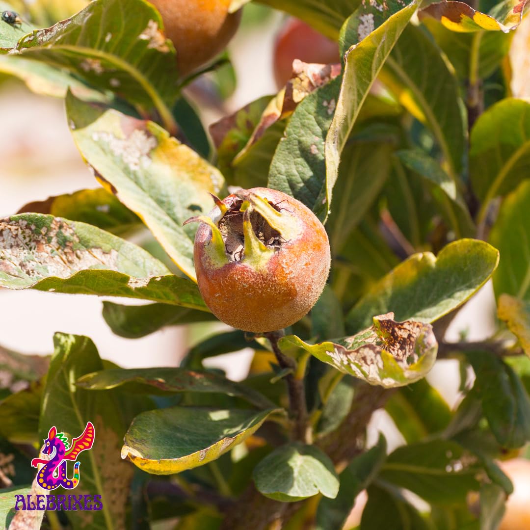 Alebrixes | Loquat Leaves Herbal Tea (4oz)| Premium Quality Whole Loquat Leaves Tea | Te Nispero - Eriobotrya Japonica | Wildcrafted.