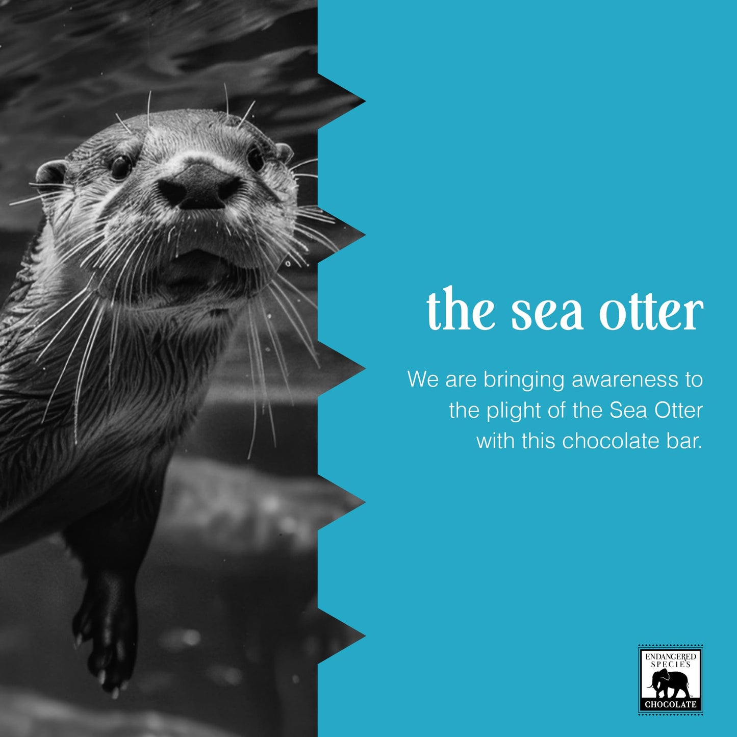 Endangered Species Milk Chocolate Bar (48% cocoa)