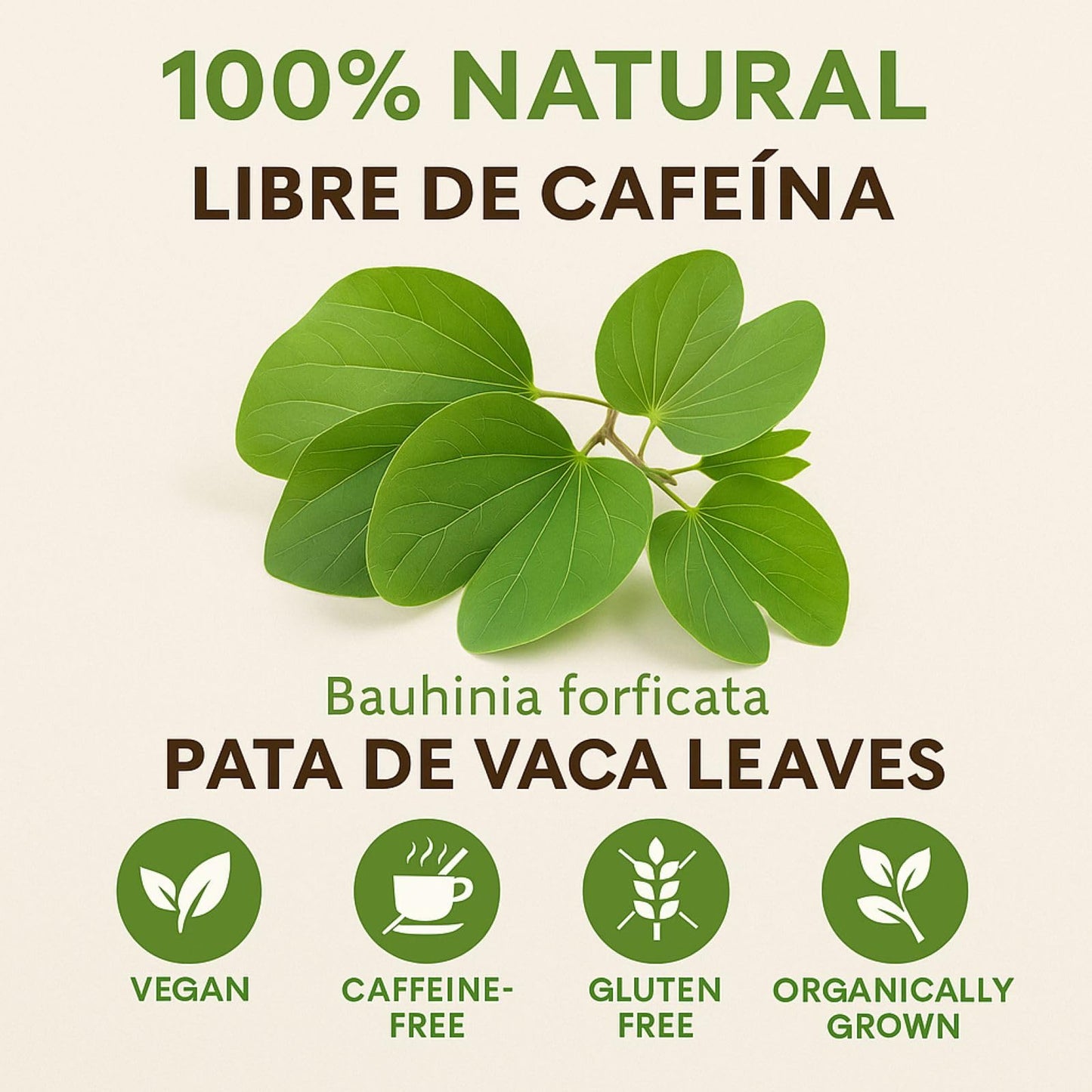 Pata de Vaca Tea (Cow’s Foot Tea) - 24 Tea Bags - 100% Natural Herbal Infusion - Organically Grown - Vegan, Non-GMO, Gluten-Free, Caffeine-Free