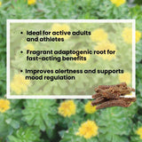 Golden Root | Hong Jing Tian | Rhodiola Rosea Herb (Whole Root) Herb Tea, 1 Pound - Plum Dragon Herbs