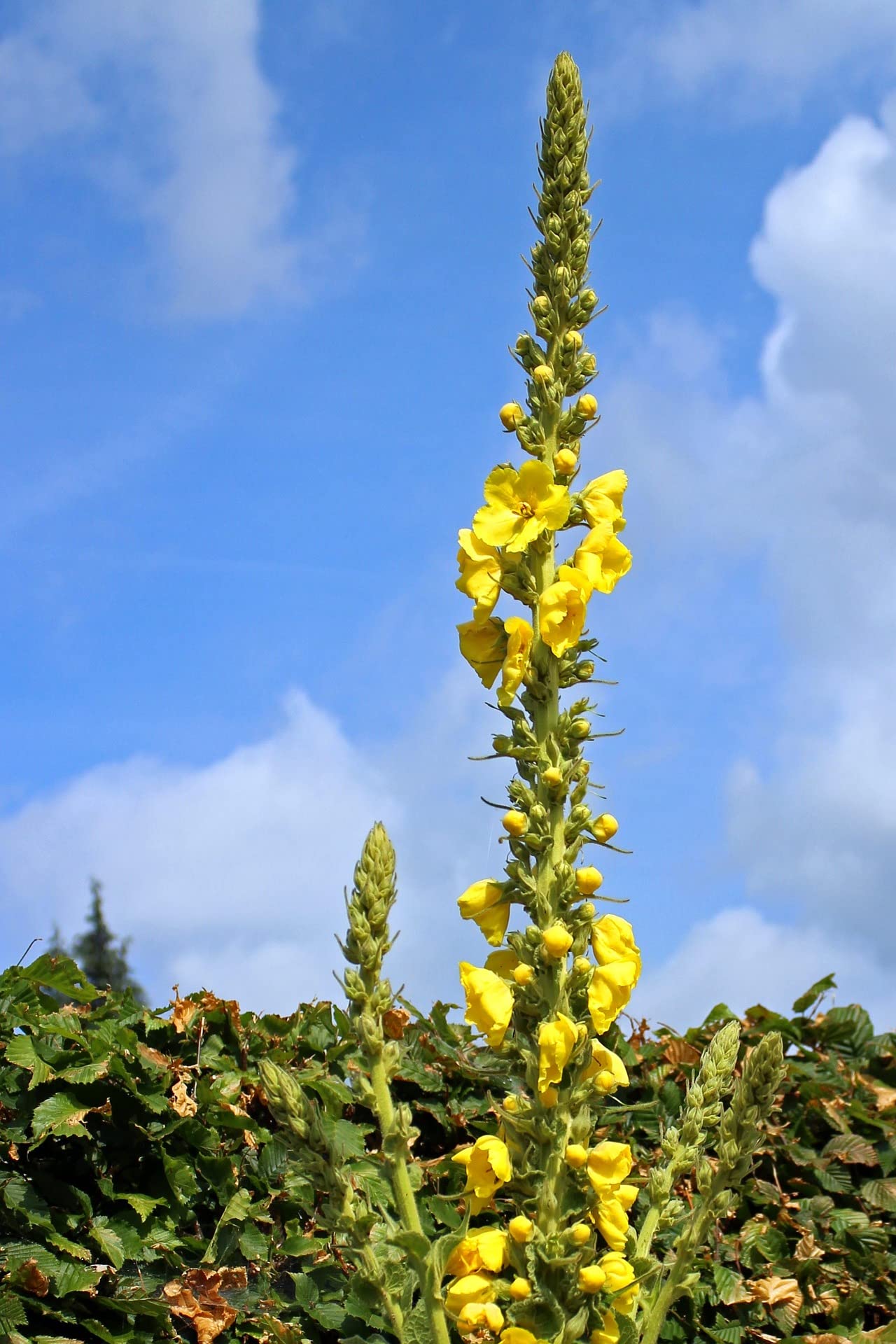 100% Dried Mullein Flowers (Verbascum thapsus) | Net Weight: 0.52oz / 15g | Soothing, slightly sweet tea with many benefits - Used for edible flower