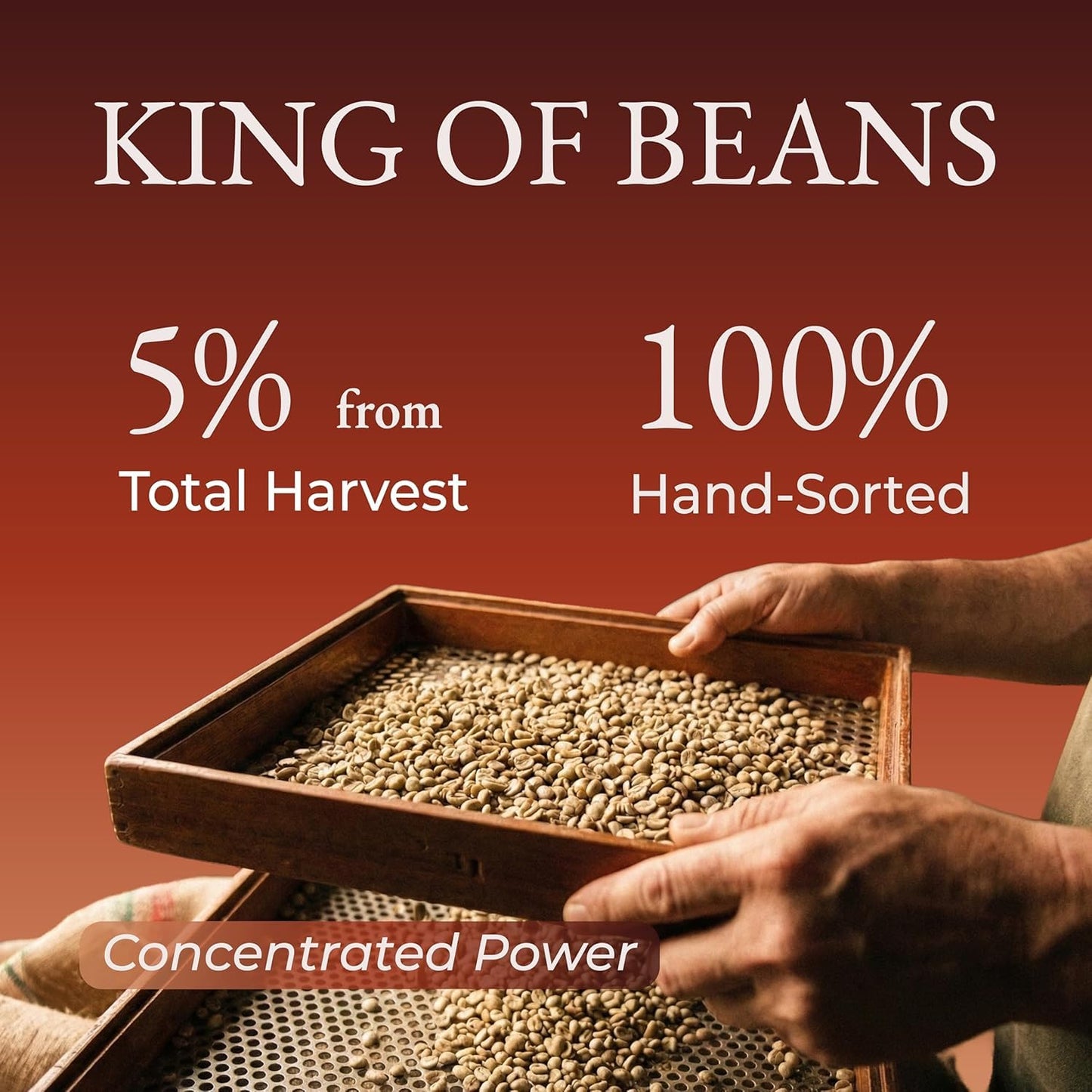 Cafely BanMe - Rare Peaberry Robusta Ground Vietnamese Coffee - Dark Roast, High Caffeine (Rich & Intense), Full Body, Low Acid, Single Origin, Direct