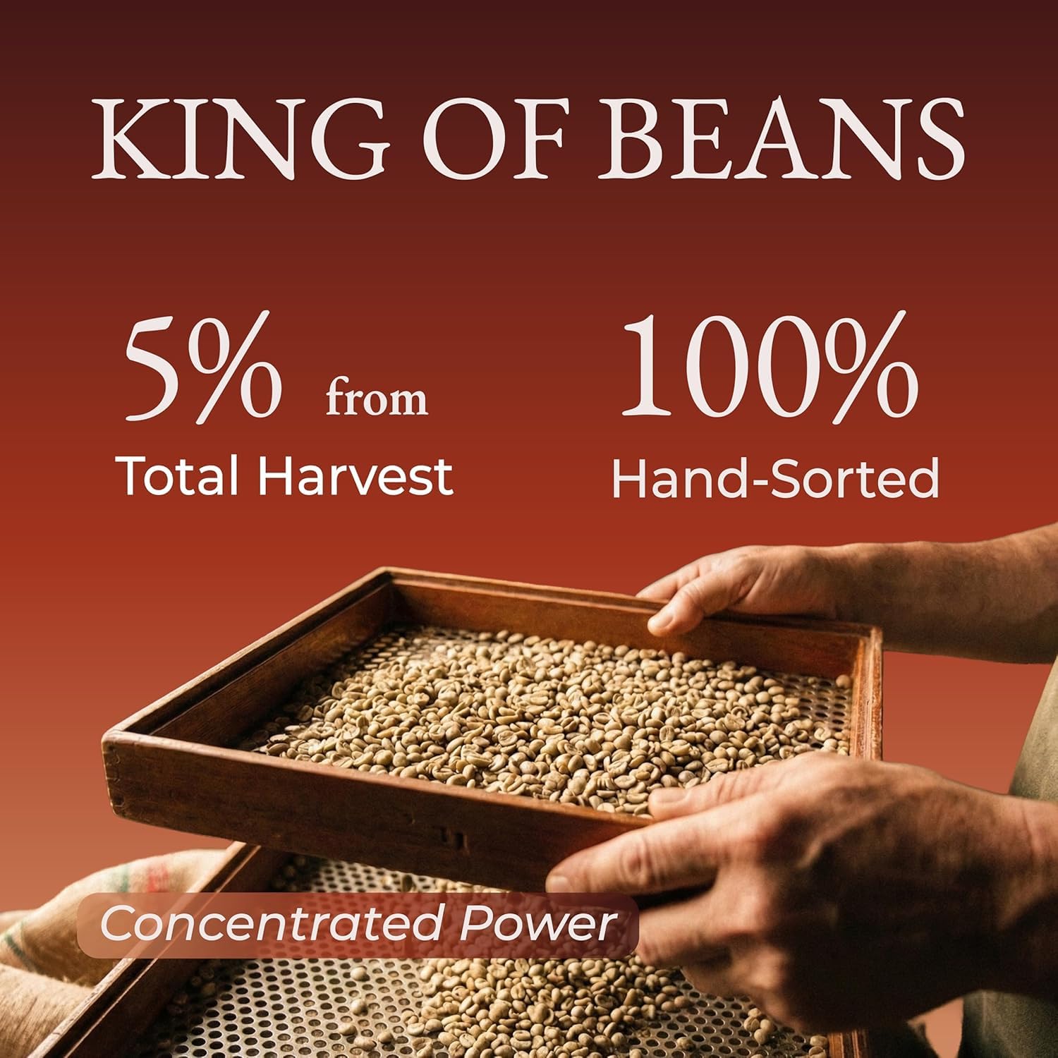 Cafely BanMe - Rare Peaberry Robusta Ground Vietnamese Coffee - Dark Roast, High Caffeine (Rich & Intense), Full Body, Low Acid, Single Origin, Direct