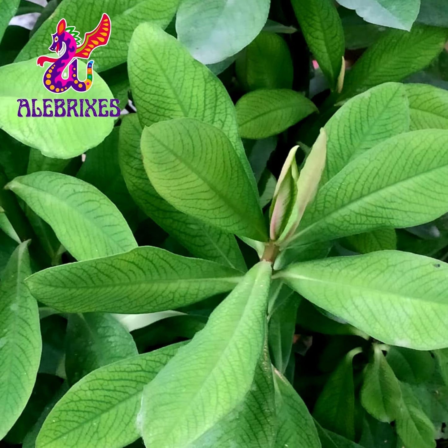 Alebrixes | Moronel Herbal Tea (6oz)| Premium Quality Moronel Herbal Tea | Te Planta de la Vida - Loose Herbal Tea | Wildcrafted.