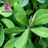 Alebrixes | Moronel Herbal Tea (6oz)| Premium Quality Moronel Herbal Tea | Te Planta de la Vida - Loose Herbal Tea | Wildcrafted.