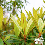 Yerbero - Te Herbal Hojas De Nispero 3 oz (85gr) Herbal Tea (Loquat Leaves Loose Tea) Stand Up Resealable Bag Wildcrafted By Nature 100% All Natural