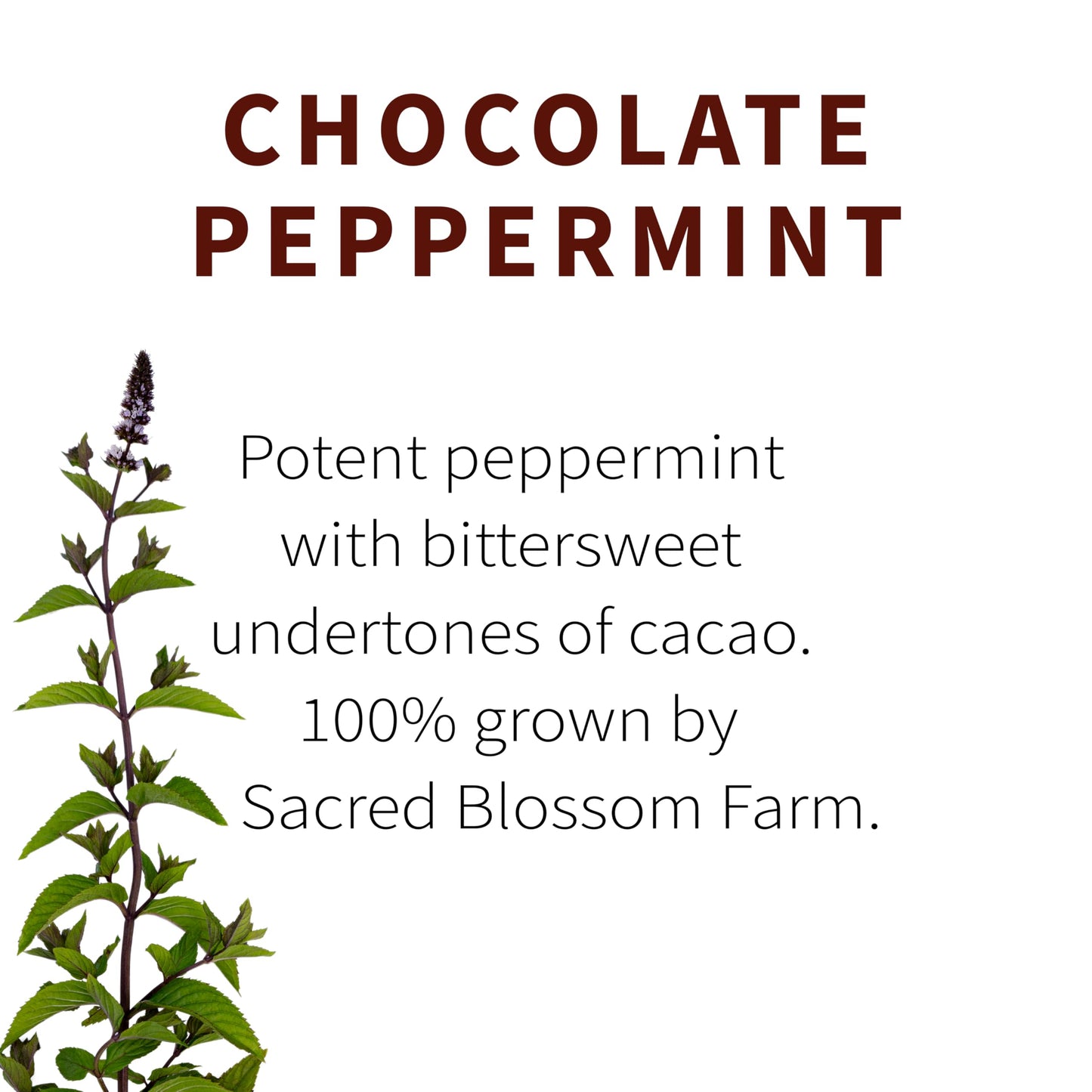 Chocolate Peppermint Herbal Tea | Sacred Blossom Farm | 1.7 oz. Loose Leaf | Ease Digestion & Headache* | Organically Grown in Wisconsin | Caffeine