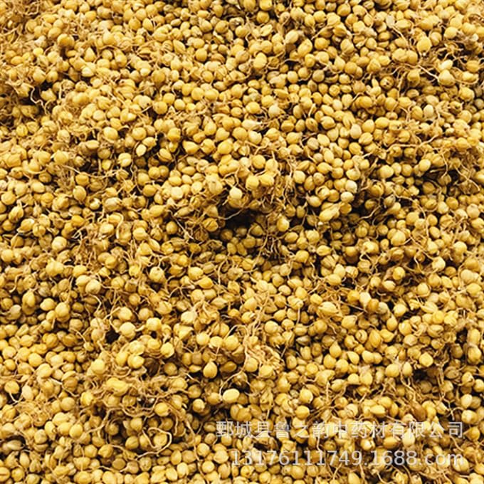 Zercumm Rice-Grain Sprout 500G Fried Grain Sprout Rice-Grain Sprout (Raw rice-grain sprout)
