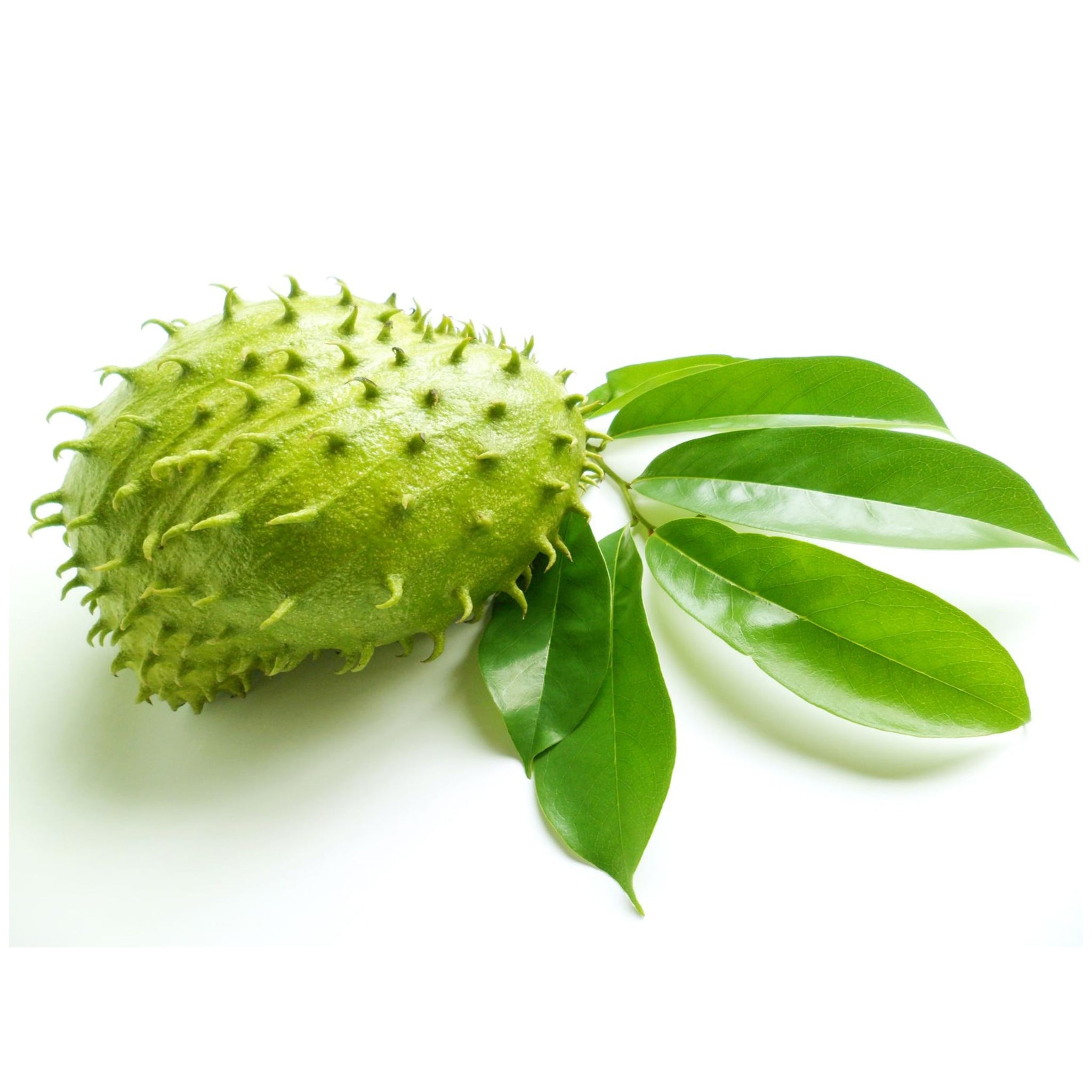 Zokiva Nutritionals - Soursop Leaves Hojas De Guanabana 1 oz x 3 Pack of Graviola Leaves for Tea - A Natural Caffeine - Free Bioavailable Superfood