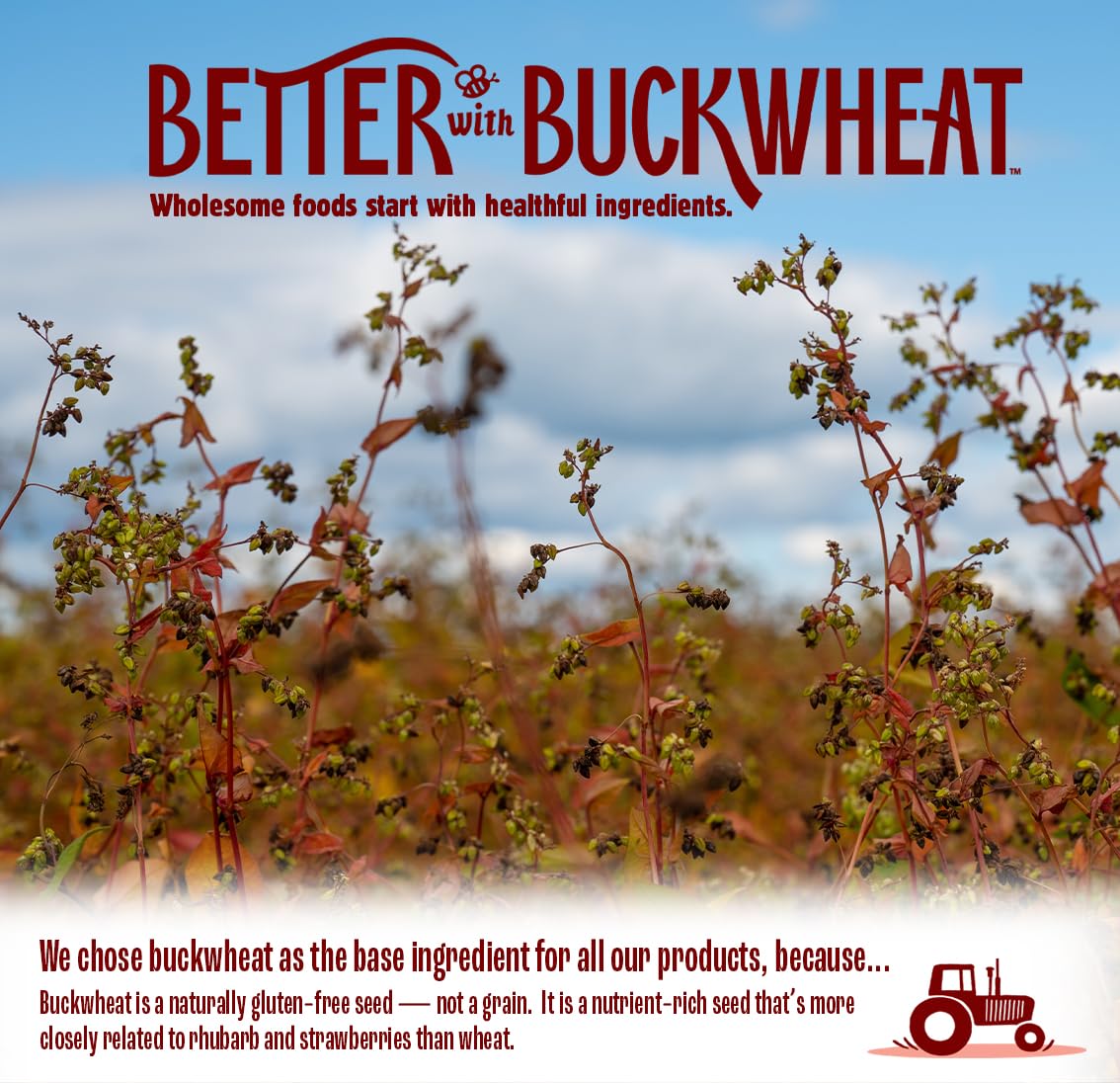 Better with Buckwheat Everything Crackers - Gluten-Free Crackers, Healthy Snack Crackers, Grain-Free, Non-GMO, Sugar-Free - Pair with Cheese, Hummus