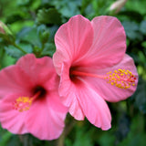 Frontier Co-op Organic Cut and Sifted Hibiscus Flowers 5.82oz