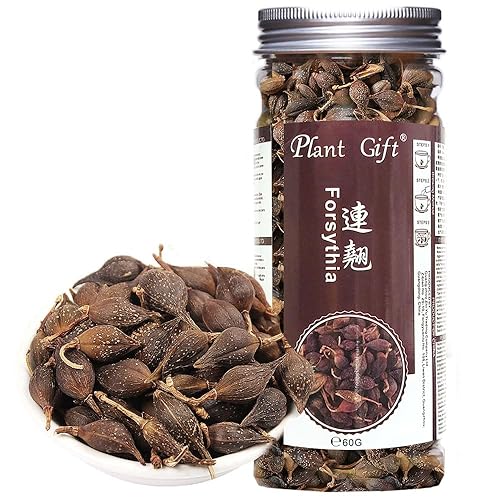 Plant Gift Forsythia Tea ?? 100% Therapeutic Grade Forsythia Dried Fruit Herb Medicine (Forsythia Suspensa) 60G/2.11oz