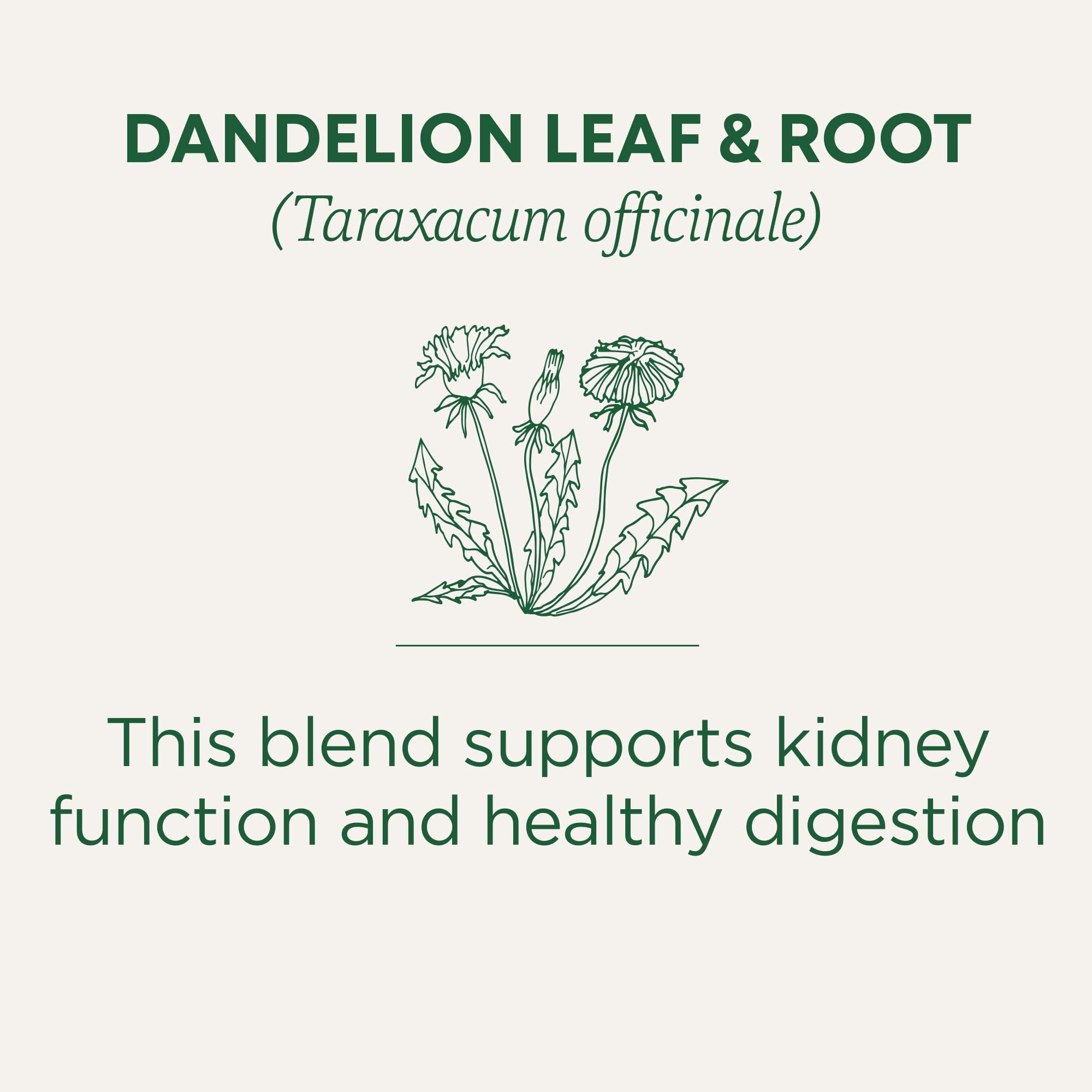 Traditional Medicinals Organic, Dandelion Leaf & Root - Dandelion Root Tea, Supports Normal Detox + Digestion - Kosher, Non-GMO, Caffeine-Free
