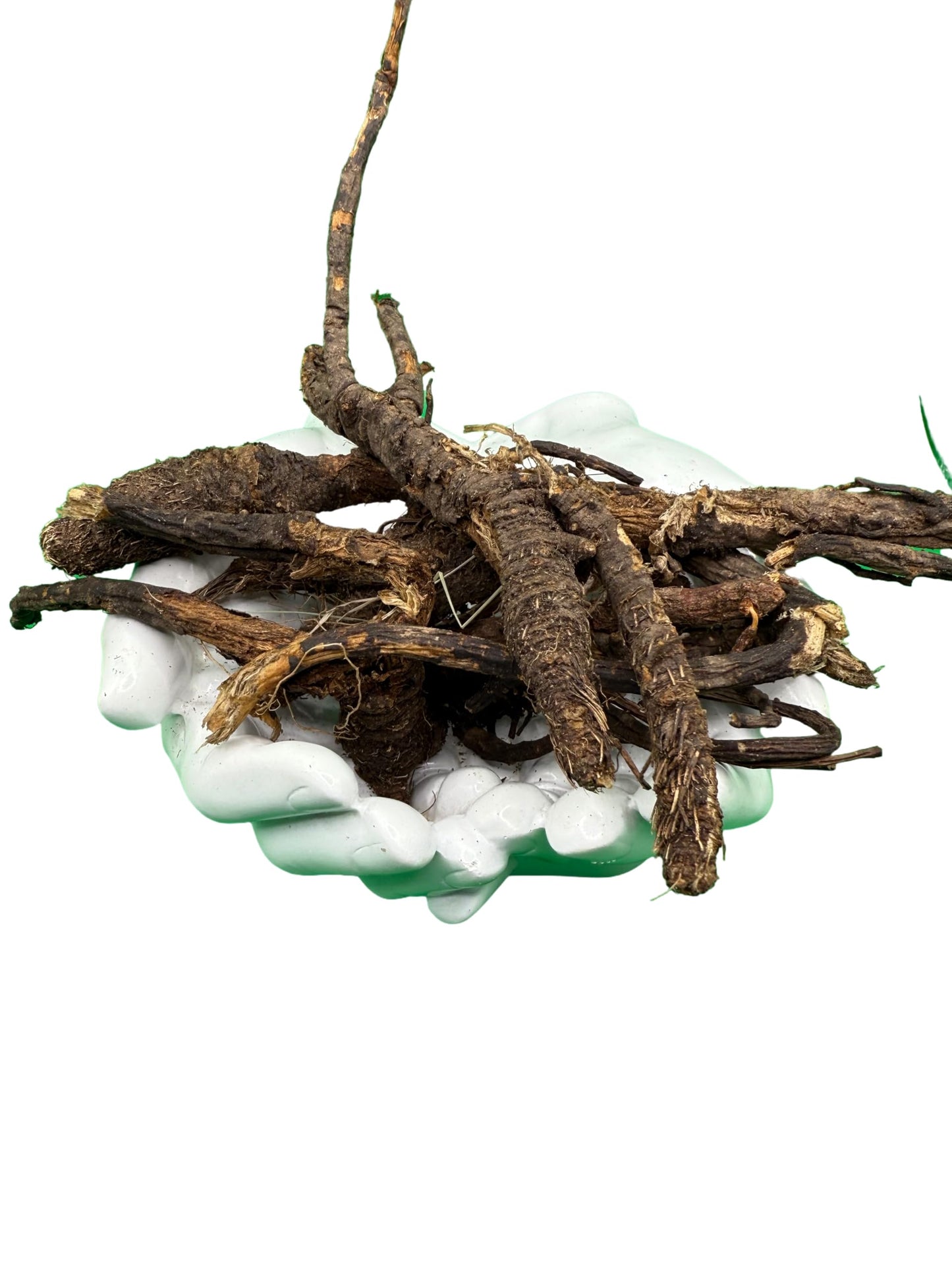 Wildcrafted OSHA Root (Bear Root) Ligusticum porteri Fresh Harvested from New Mexico 1 oz