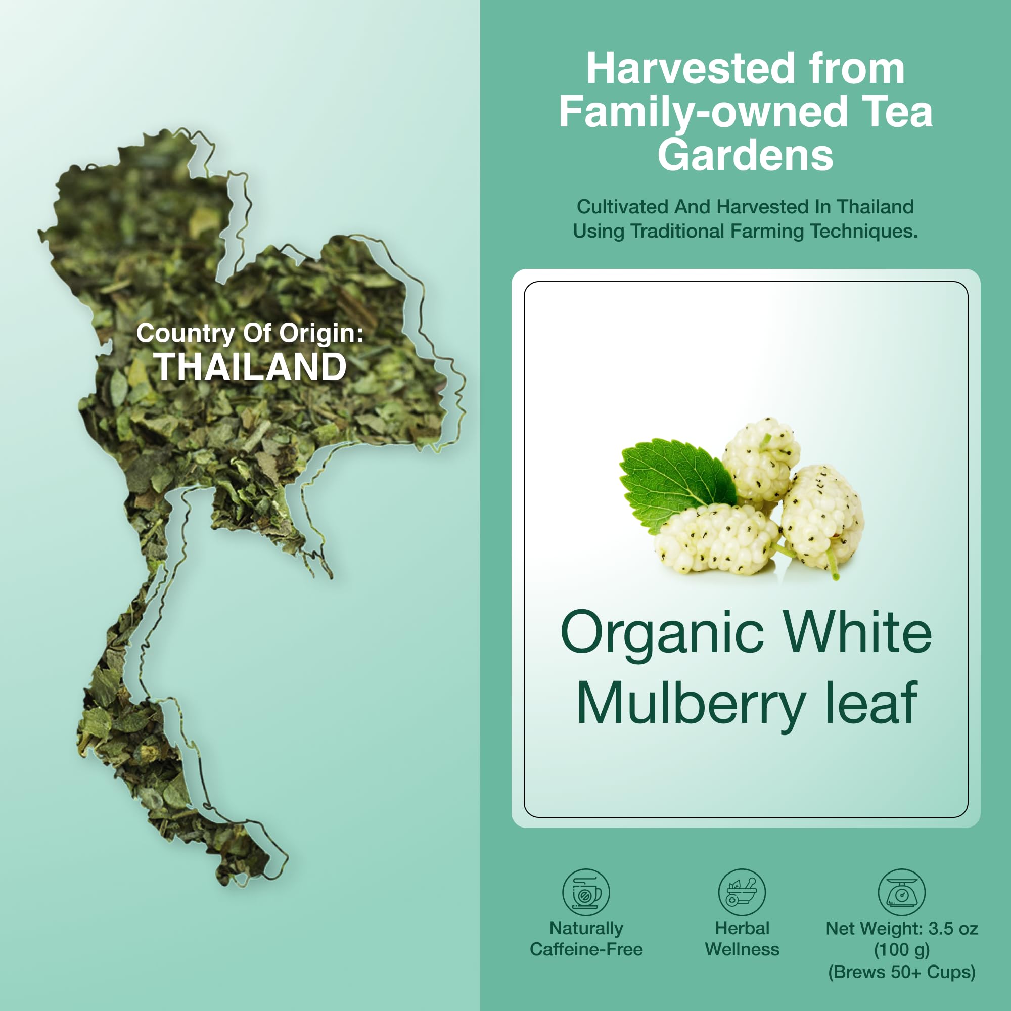 Zi Chun Tea | Organic White Mulberry Leaf Tea Morus alba | Premium Loose Leaf Herbal Tea, Whole Mulberry Leaves, Naturally Caffeine-Free, Herb Hoja de