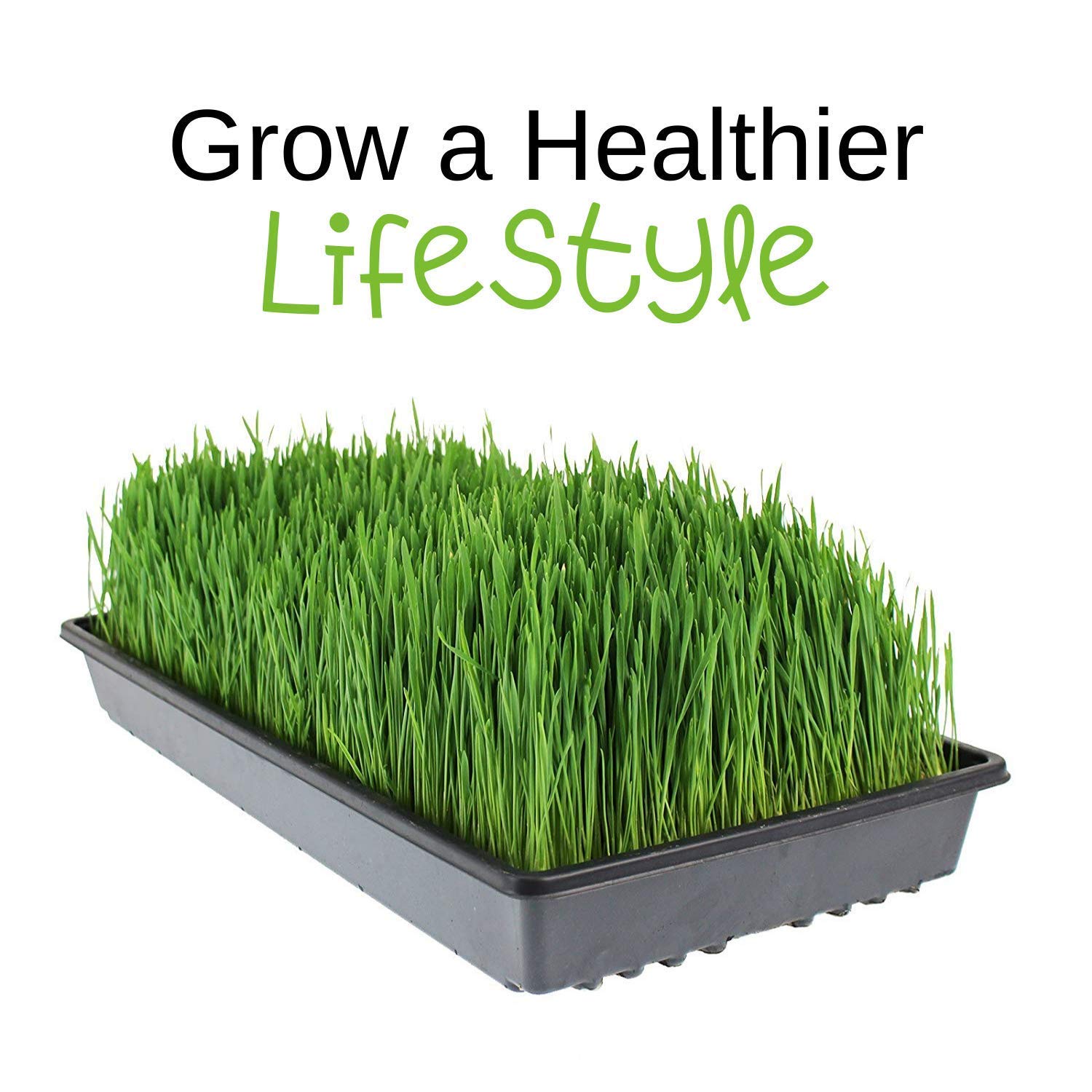 Organic Hard Red Wheat Seed: 35 Lb - Handy Pantry Brand - Grow Wheatgrass, Flour, Grain & Bread, Emergency Food Storage, Ornamental Wheat Grass