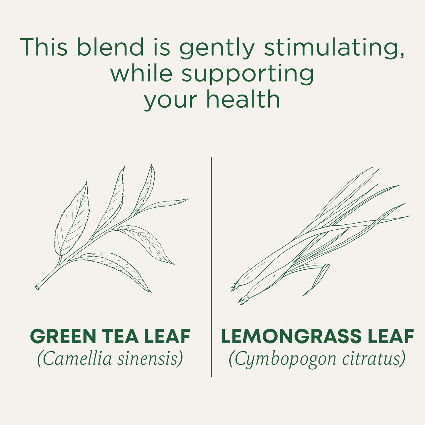Traditional Medicinals Tea, Organic Green Tea Lemongrass - Supports Everyday Wellness - Kosher, Non-GMO -16 Tea Bags