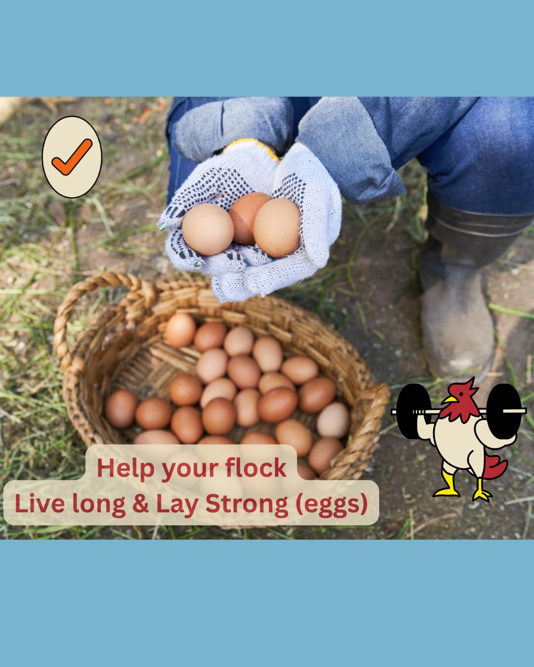 LitChicks’ Calcified Seaweed for Laying Chickens - Crushed Oyster Shell Alternative - Highly Digestible - Single Ingredient - Helps with Egg Laying