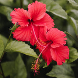 Hibiscus Tea Bags 3-Pack (90 Tea Bags Total) Caffeine-Free Hibiscus Sabdariffa Flowers Bursting With All-Natural Vitamins & Minerals in Pouch by