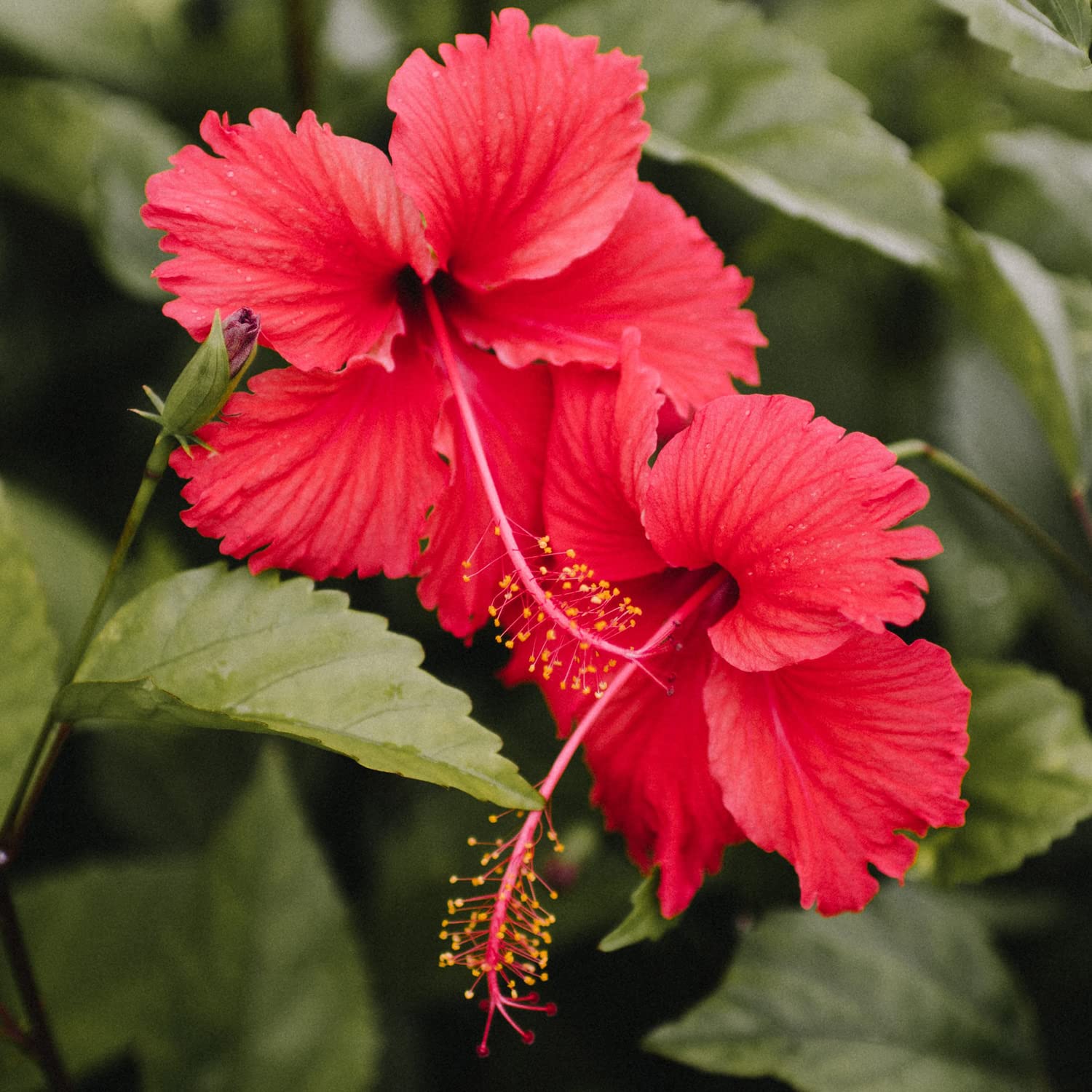 Hibiscus Tea Bags 3-Pack (90 Tea Bags Total) Caffeine-Free Hibiscus Sabdariffa Flowers Bursting With All-Natural Vitamins & Minerals in Pouch by